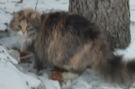 Пропала трёхцветная кошка на ул. Колпакова, Мытищи