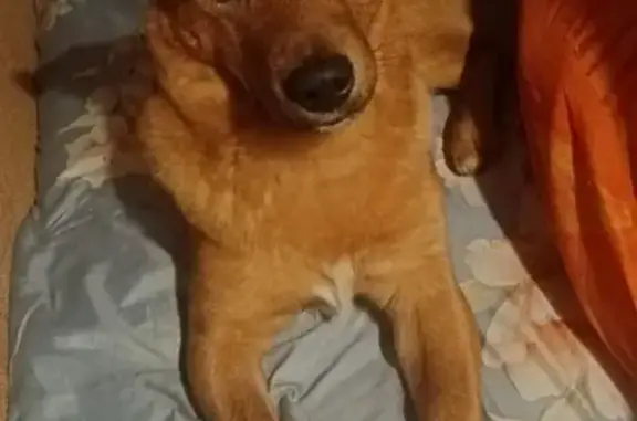 Собаки потеряшки, Тверь, фото: Потеряшка щенок на Спартака 44, Тверь