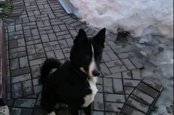Найден пёс на Локомотивной улице в Ижевске