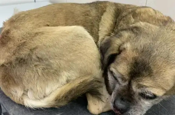Собака найдена на улице Герцена, 54 в Майкопе