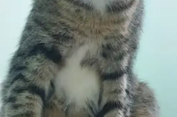 Пропала кошка на Международной 28а в Саратове