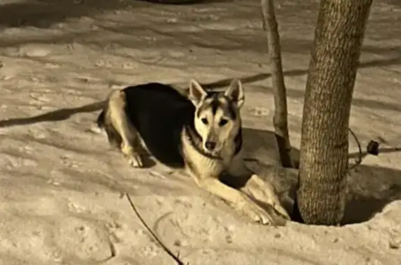 Найдена собака на Кубанской, 35 в Уфе!