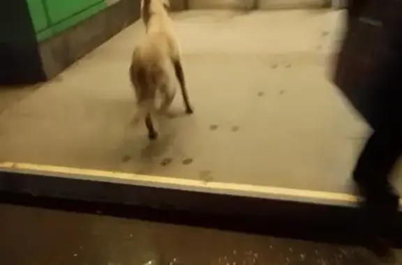 Потерянный пёс в метро на Дмитровском шоссе