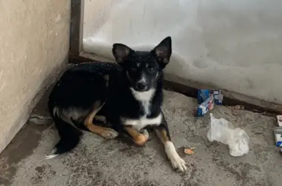Найдена собака в Красном-на-Волге, Костромская область