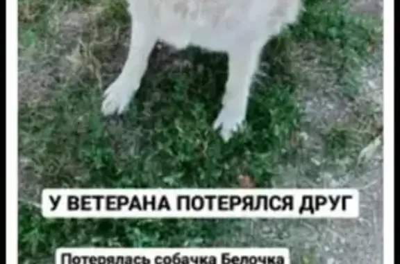 Пропала собака Белочка на улице Железнодорожной, Пятигорск