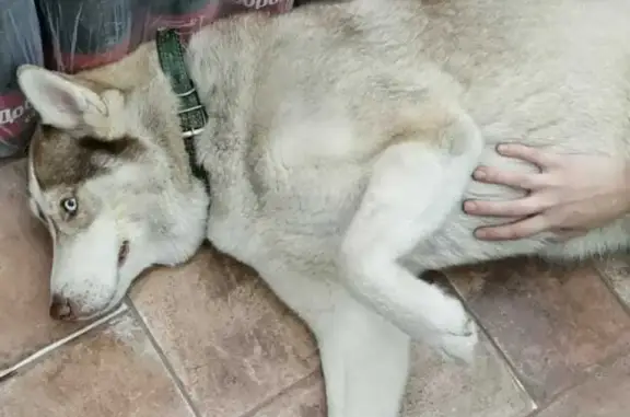 Собака найдена на Филимоновской, Ростов-на-Дону