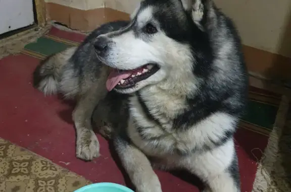 Собака Хаски найдена на Оренбургском тракте 2 в Казани
