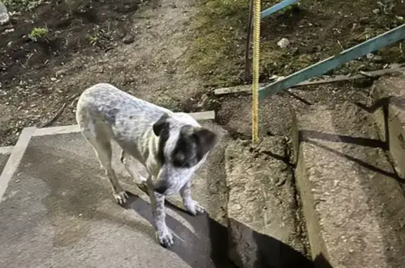 Собака на Кечкеметской, боится людей