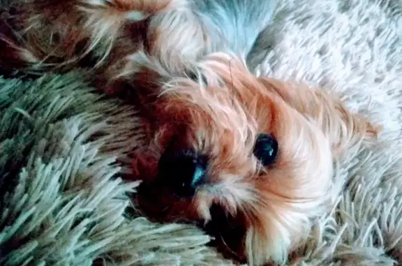 Потерянные животные Калининград, фото: Пропала собака на улице Гайдара, 123А в Калининграде