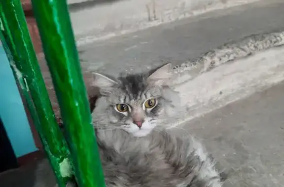 Найдена кошка в подъезде на Ибрагимова, 11