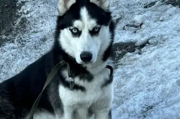 Найден пёс Хаски возле худ. Школы в Кемерово
