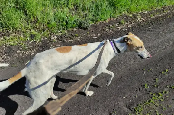 Пропала собака с пятнышком в Гавриловском сельсовете, Тамбовская область