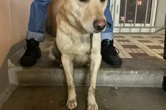 Найдена собака возле метро Петровско-Разумовская, ищем хозяина!