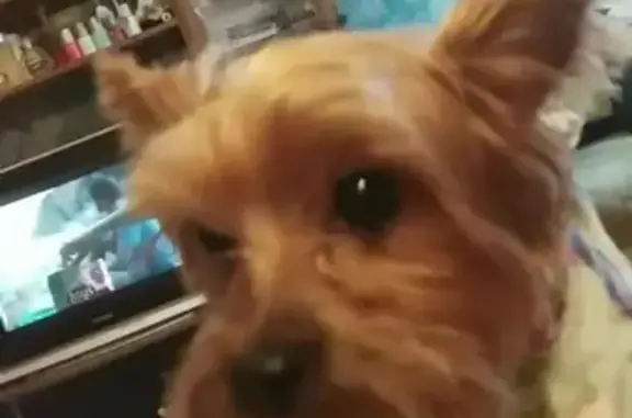 Потерянные животные Калининград, фото: Пропала собака Кокос на ул. Гайдара, 123 в Калининграде