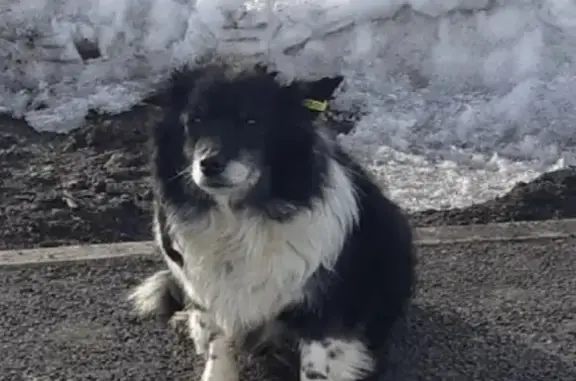 Найдена собака в Магнитогорске на ул. Зелёный Лог