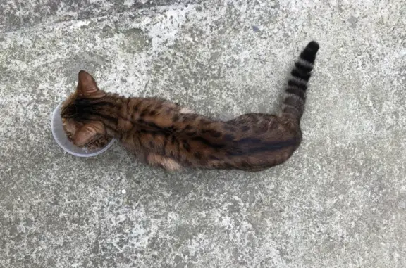 Найден бенгальский котик на Верхней Лысой Горе, Сочи