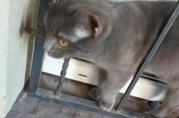 Найдена кошка на Волочаевской, дом 6