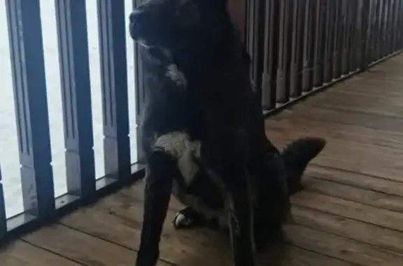 Найдена собака в районе Рубского озера