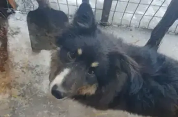 Собака найдена на улице Потехина, 30 в Оренбурге.
