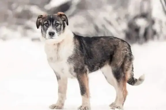 Пропала собака БЕРТА в Пушкино, ул. Ленточка, возле ж/д станции Мамонтовка.