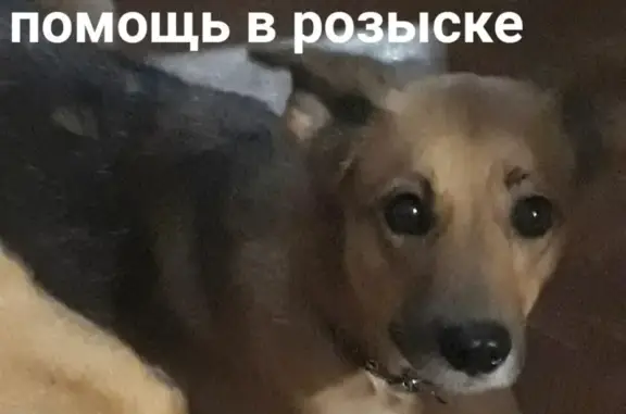 Пропала собака в Мурманске, вознаграждение 100000 руб.