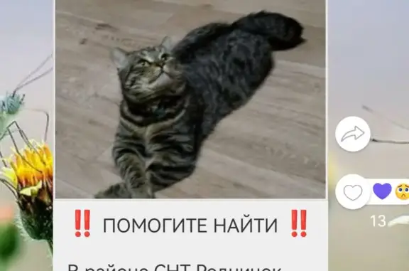 Пропала кошка Мурзик на Сиреневой, 70