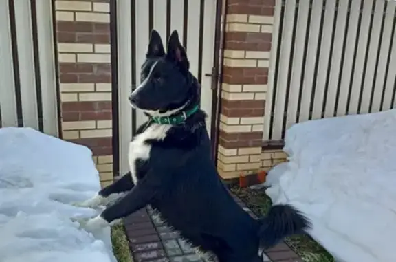 Найдена собака Амур на улице Холмогорова