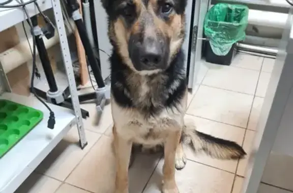 Собака найдена на ул. Попова, 28 в Белгороде.