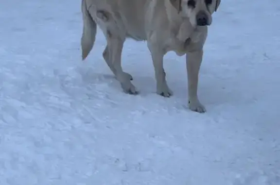 Собака Лабрадор с кровоподтеками на Ленинградской, 32 к2