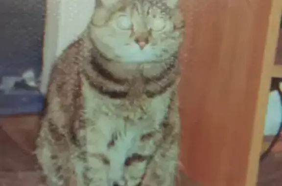 Пропала кошка на Лобова 26 в Мурманске