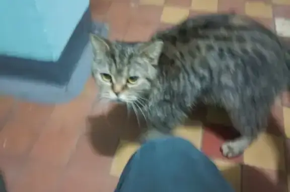 Найдена кошка на Тимирязевской улице, дом 20 к2