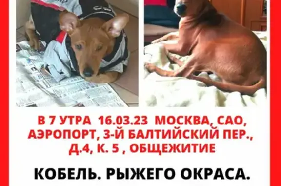 Собака найдена у МИИТ, 3-й Балтийский переулок, 4 к5, Москва.