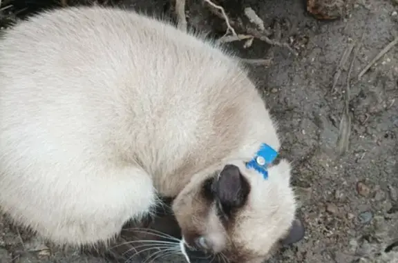 Найден кот с голубым ошейником в приюте 