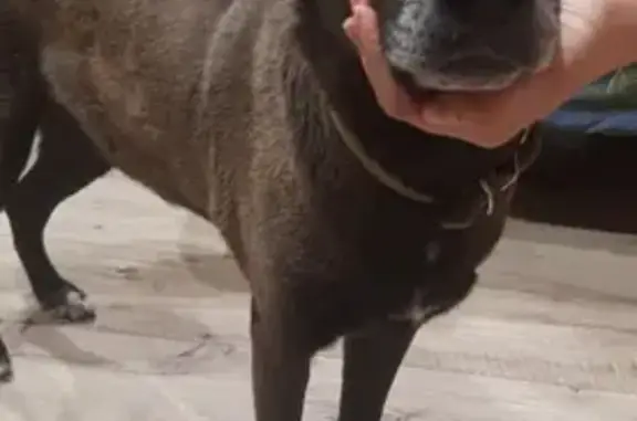 Найдена умная собака на Воронежском шоссе, ищем старых хозяев
