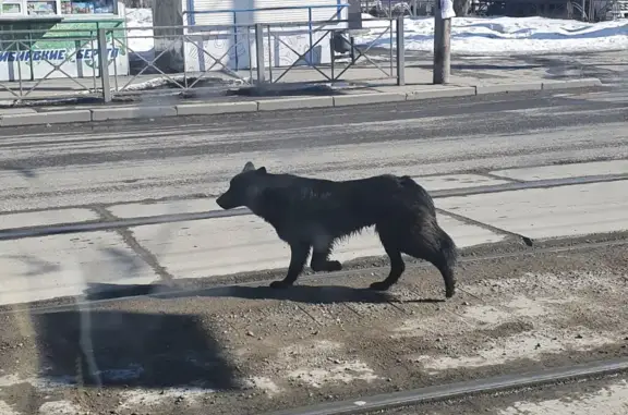 Найдена черная собака на Депутатской, 15 в Иркутске