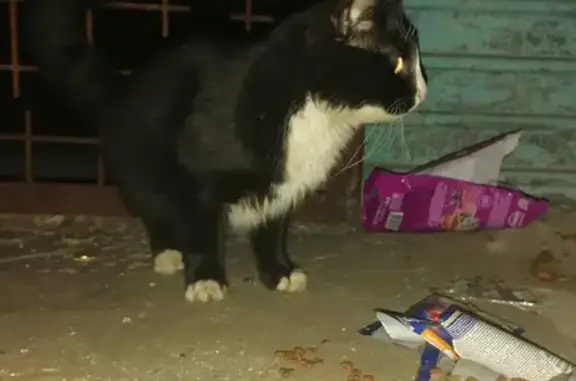 Найден домашний кот возле МЦД Бутово, ищем хозяина