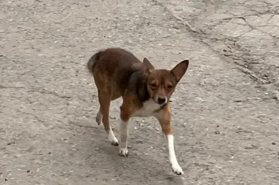 Пропала собака на ул. Розы Люксембург, 82, Таганрог