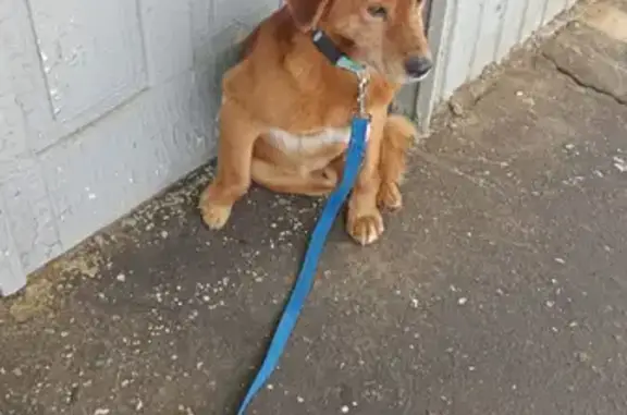 Найдена собака на Советской улице