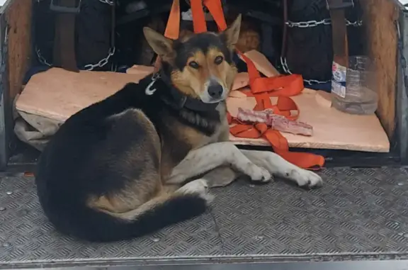 Пропала собака в Радогощь: Веня, 41К-038
