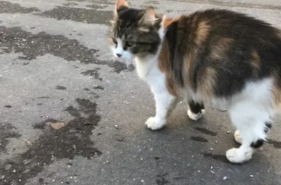 Найдена домашняя кошка в Москве: 1-й Волоколамский проезд, 8 к2