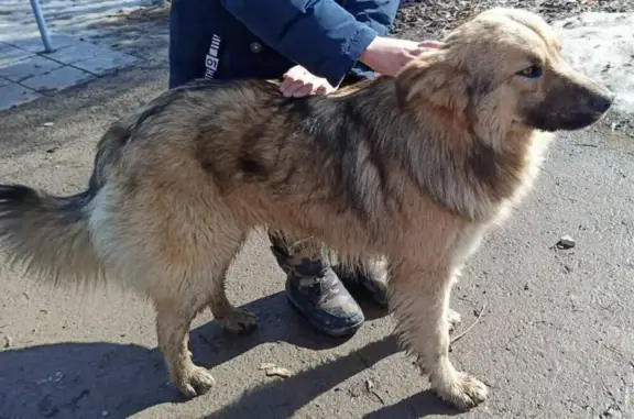 Найдена собака на улице Пушкина, 29 в Кинели