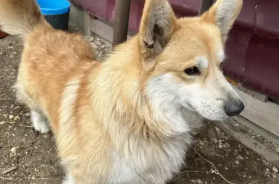 Найдена собака на улице Подкумок