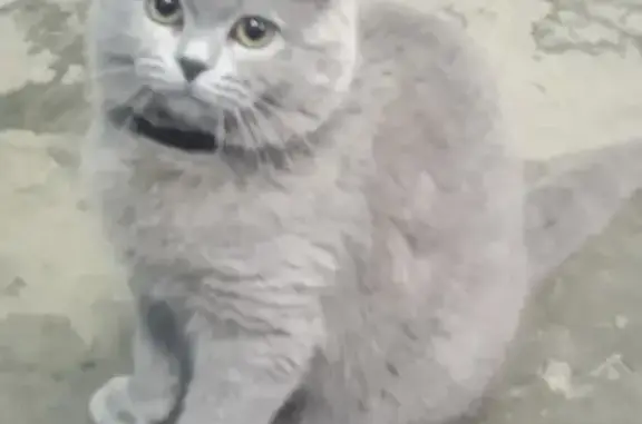 Кошки потеряшки, Кизляр, фото: Потеряшка кошка на улице Кутузова, 36, Кизляр.