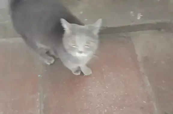 Найдена напуганная кошка на пр. Фрунзе, 63