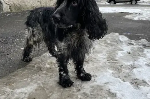 Найдена взрослая собака Спаниель на улице Машинистов, 36А в Муроме