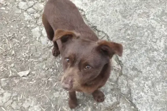 Найдена ласковая собака на Ворошиловском проспекте
