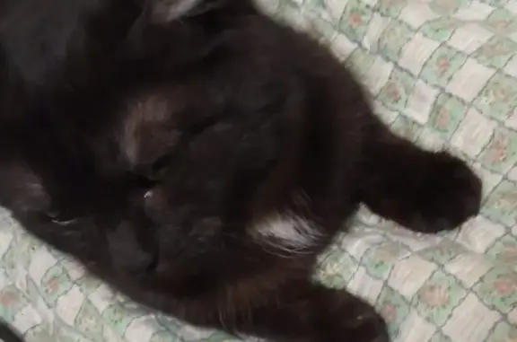 Потерянные животные Туймазы, фото: Пропала чёрная кошка с белой грудкой в Туймазах