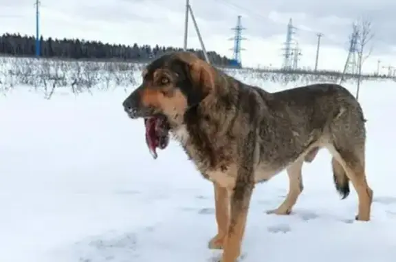 Пропала рыже-белая собака на Калужском шоссе