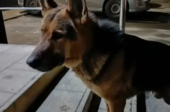 Найдена собака на улице 6-й Орловской Дивизии, Станция Лужки