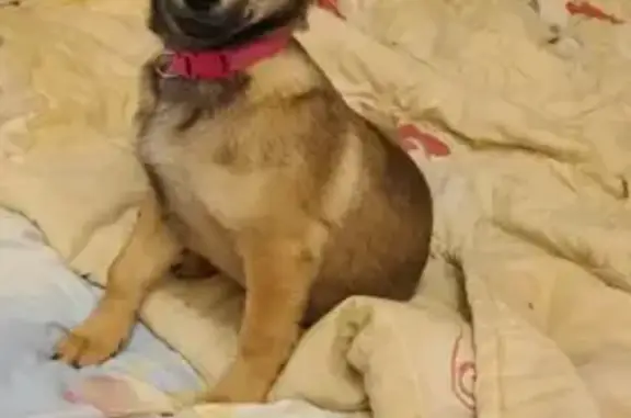 Собаки потеряшки, Нижний Новгород, фото: Потеряшка собака на улице Заярская, Нижний Новгород